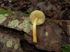 Pluteus romellii