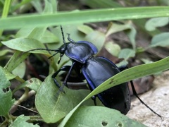 Carabus finitimus