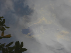 Astronotus ocellatus