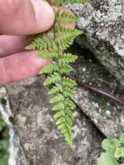 Myriopteris alabamensis