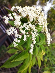 Sambucus peruviana
