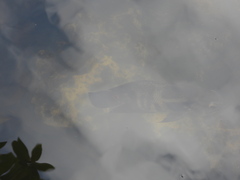 Astronotus ocellatus