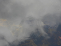 Astronotus ocellatus