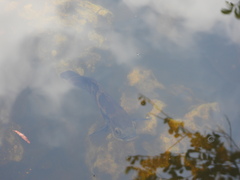 Astronotus ocellatus