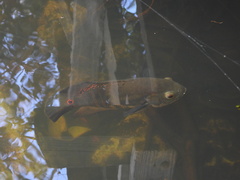 Astronotus ocellatus