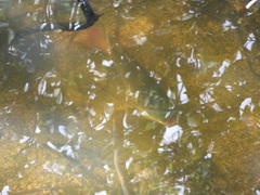 Oreochromis