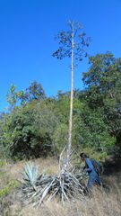 Agave