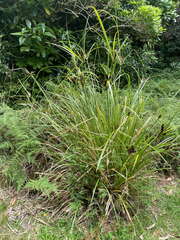 Cyperus ustulatus