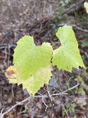 Vitis monticola