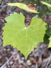 Vitis monticola