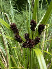 Cyperus ustulatus