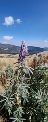 Lupinus montanus