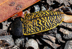 Stigmodera macularia
