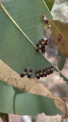 Doratifera vulnerans