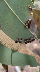 Doratifera vulnerans