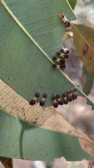 Doratifera vulnerans