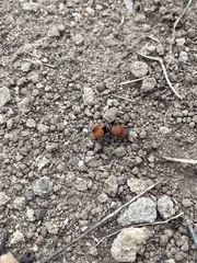 Dasymutilla erythrina