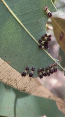 Doratifera vulnerans