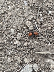 Dasymutilla erythrina