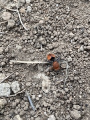 Dasymutilla erythrina