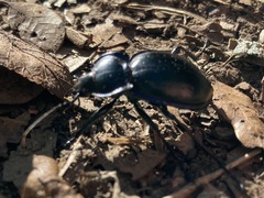 Carabus finitimus