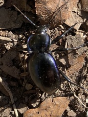 Carabus finitimus