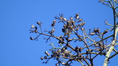 Agave