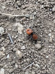 Dasymutilla erythrina