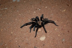 Aphonopelma