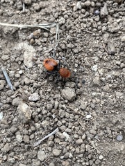 Dasymutilla erythrina