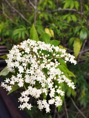 Sambucus peruviana