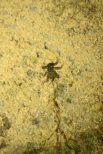 Afronurus pallescens