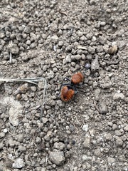 Dasymutilla erythrina