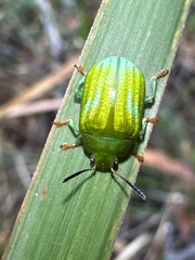Calomela pallida
