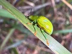 Calomela pallida
