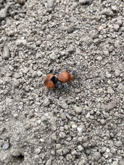 Dasymutilla erythrina