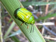 Calomela pallida