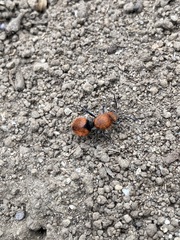 Dasymutilla erythrina