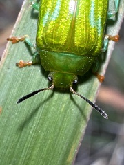 Calomela pallida