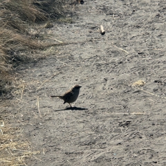 Oriturus superciliosus