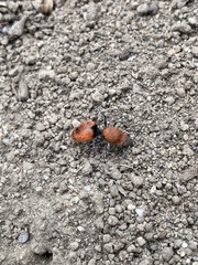 Dasymutilla erythrina