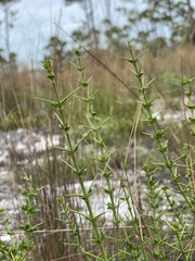 Catesbaea parviflora