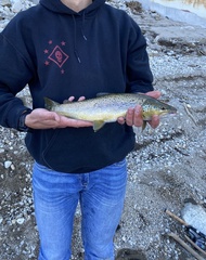 Salmo trutta