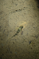 Rhinogobius