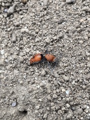 Dasymutilla erythrina