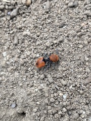 Dasymutilla erythrina