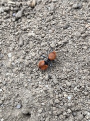 Dasymutilla erythrina