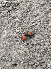 Dasymutilla erythrina