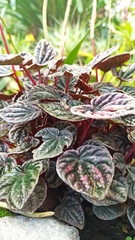 Peperomia caperata