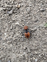 Dasymutilla erythrina